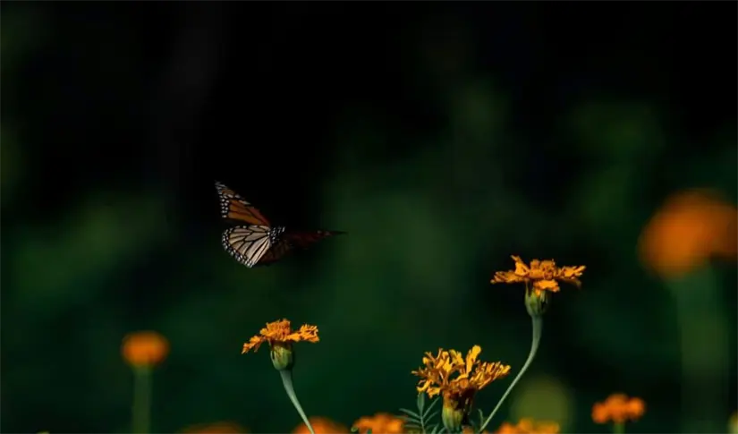 imagen recuadro imagen recuadro