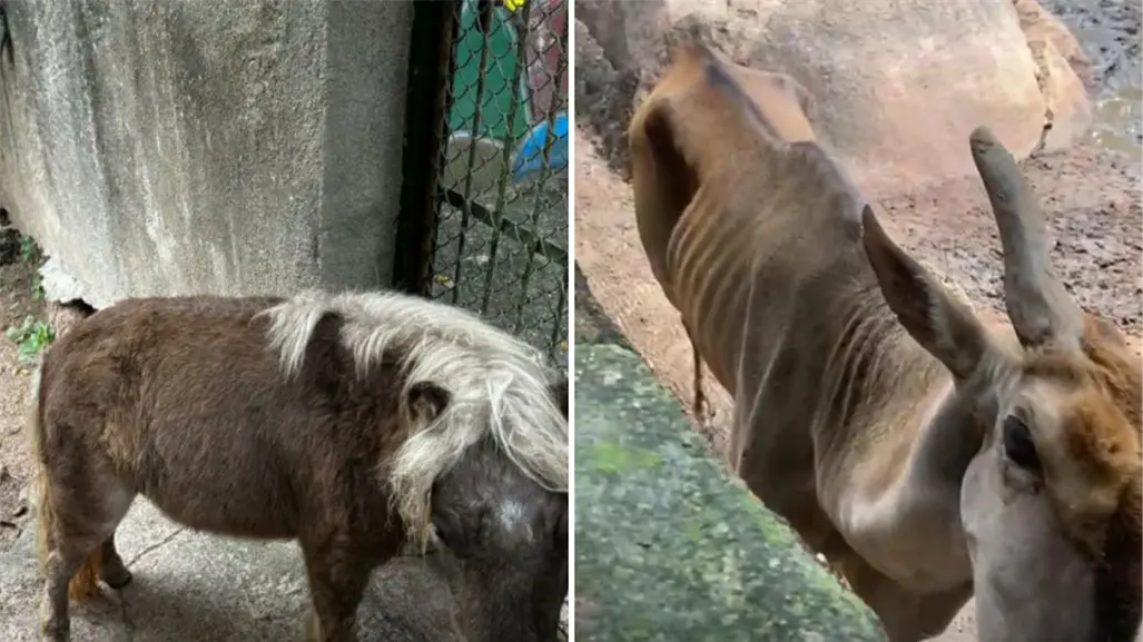 Zoológico de Puerto Vallarta bajo investigación tras denuncias por maltrato animal