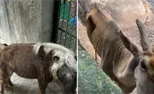 Zoológico de Puerto Vallarta bajo investigación tras denuncias por maltrato animal