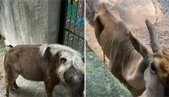 Zoológico de Puerto Vallarta bajo investigación tras denuncias por maltrato animal
