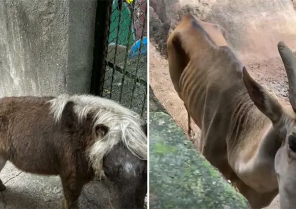 Zoológico de Puerto Vallarta bajo investigación tras denuncias por maltrato animal