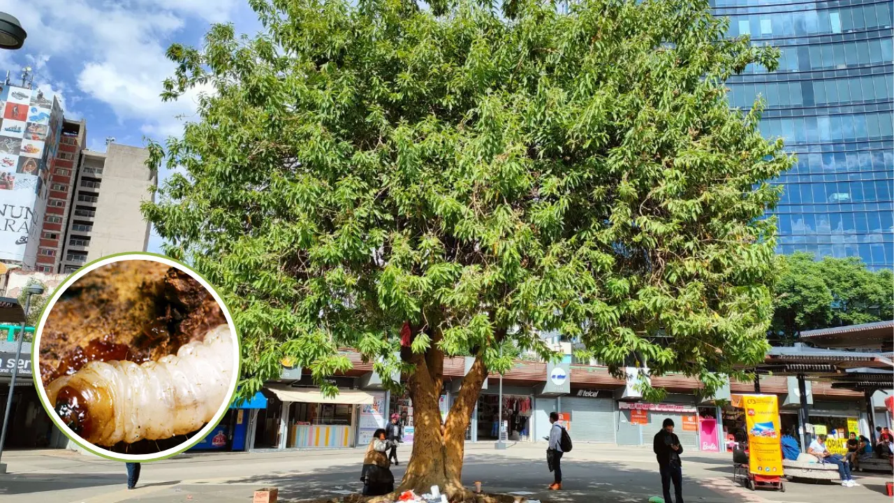 Árboles de CDMX y gusano barrenador. Foto: Google Maps y Agricultura Técnica México | Canva