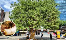 Gusano barrenador en CDMX: alertan por muerte masiva de árboles y esto es lo que se sabe Gusano barrenador en CDMX: alertan por muerte masiva de árboles y esto es lo que se sabe