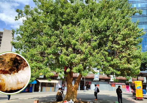 Gusano barrenador en CDMX: alertan por muerte masiva de árboles y esto es lo que se sabe