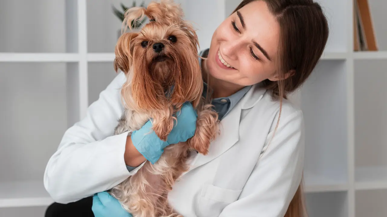 Conoce los servicios de la brigada médica Patitas Seguras en Reynosa y su calendario de noviembre.