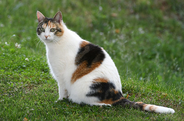 imagen-cuerpo imagen-cuerpo