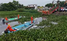 Sanean lagunas en Ciudad Madero: estas son las zonas que quedaron libres de lirio Sanean lagunas en Ciudad Madero: estas son las zonas que quedaron libres de lirio
