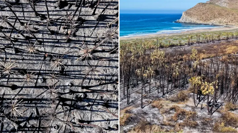 Foto: @peskydrone / Facebook