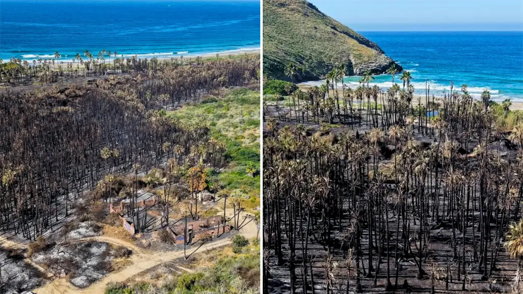 Fotos | Así quedó el palmar de Playa Las Palmas tras el incendio forestal en Todos Santos
