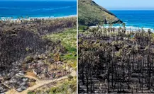 Fotos | Así quedó el palmar de Playa Las Palmas tras el incendio forestal en Todos Santos Fotos | Así quedó el palmar de Playa Las Palmas tras el incendio forestal en Todos Santos