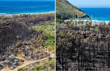 Fotos | Así quedó el palmar de Playa Las Palmas tras el incendio forestal en Todos Santos