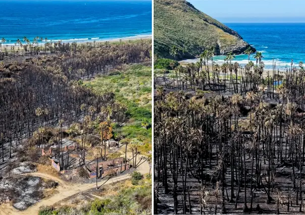 Fotos | Así quedó el palmar de Playa Las Palmas tras el incendio forestal en Todos Santos