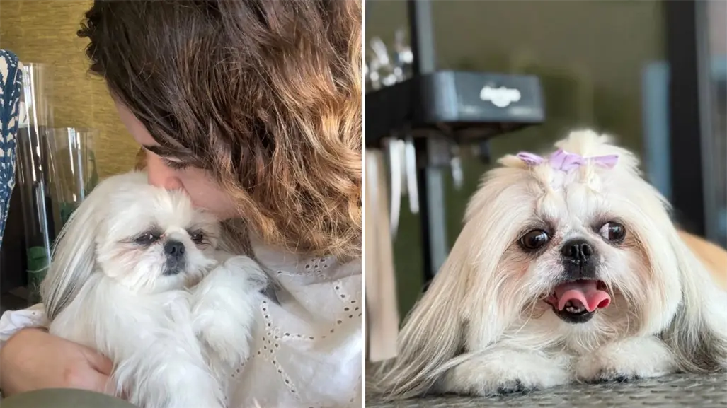 Piden ayuda para localizar a Lilo, una perrita extraviada en La Paz: ofrecen 20 mil pesos de recompensa