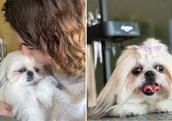 Piden ayuda para localizar a Lilo, una perrita extraviada en La Paz: ofrecen 20 mil pesos de recompensa