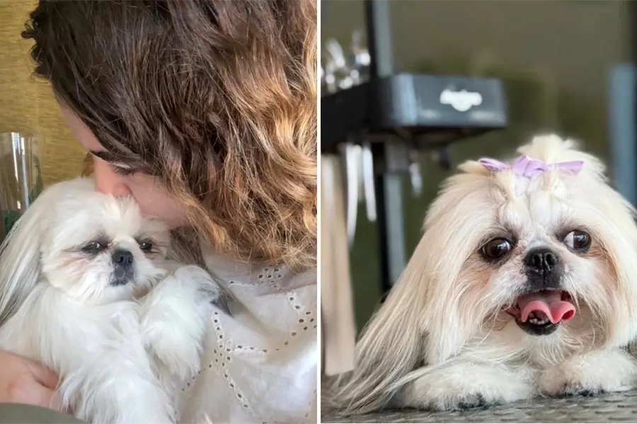 Piden ayuda para localizar a Lilo, una perrita extraviada en La Paz: ofrecen 20 mil pesos de recompensa