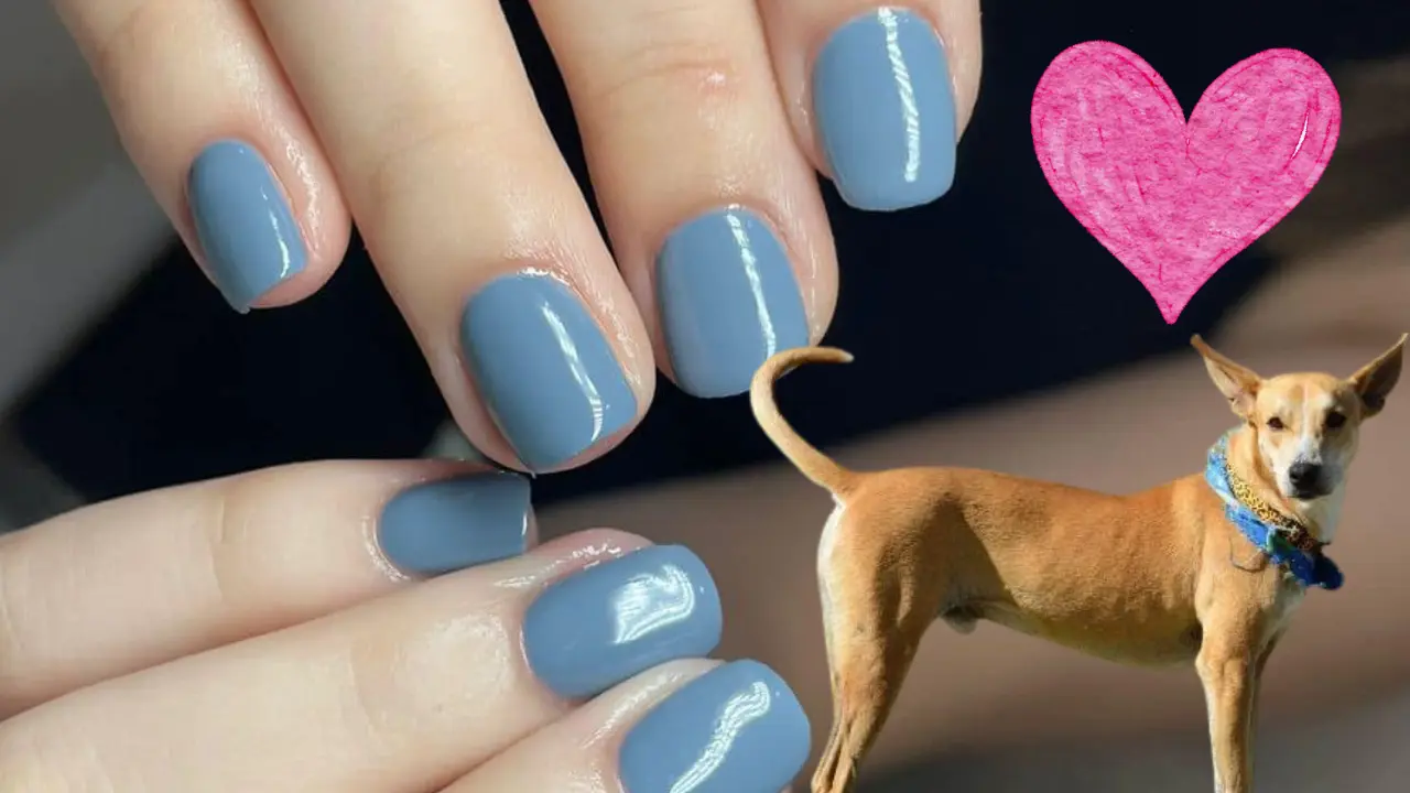 apoya a Wero y otros perritos sin hogar en Ciudad Victoria; un salón de belleza ofrece Shellac a cambio de donativos de croquetas.