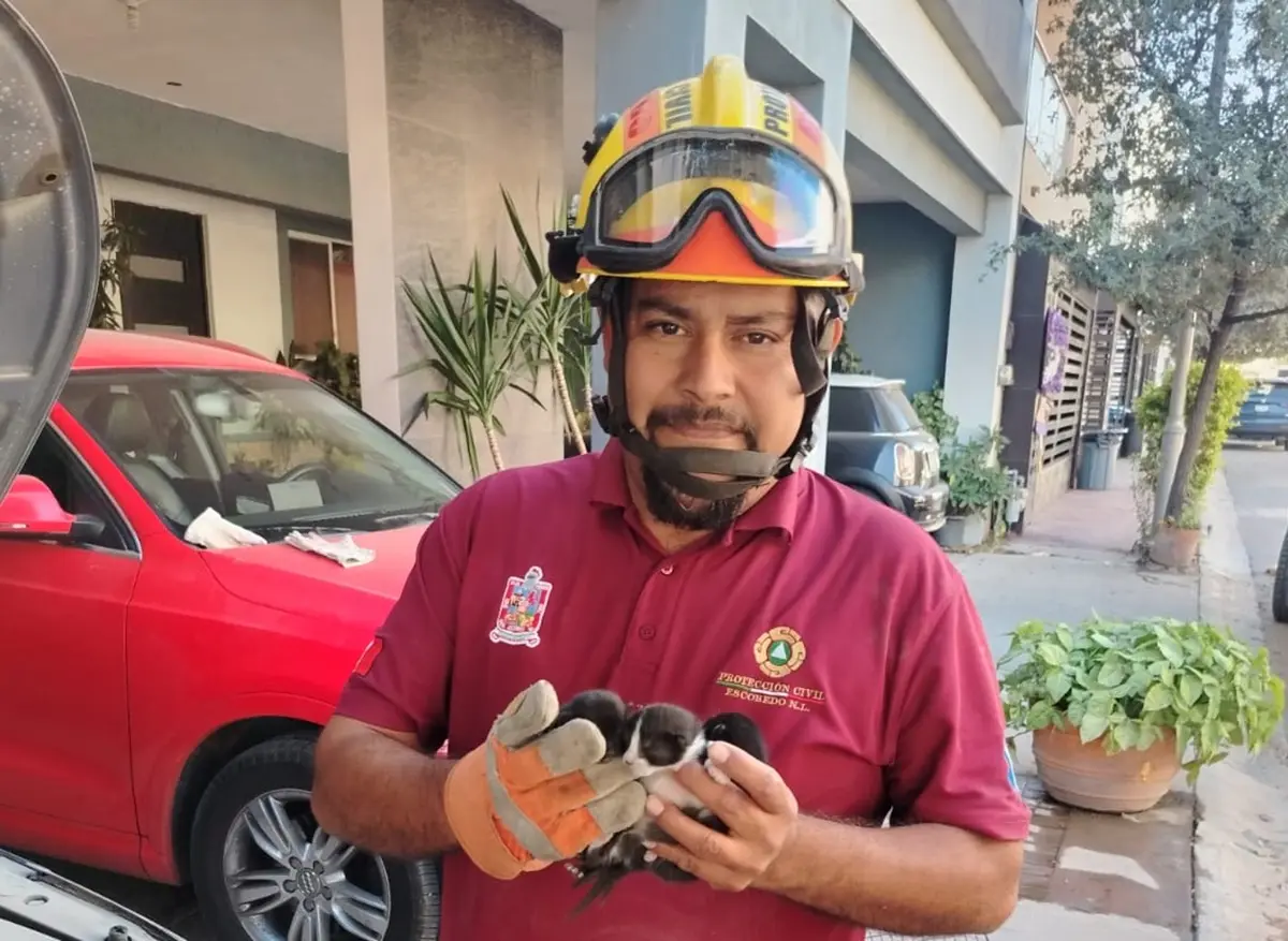 Protección Civil de Escobedo rescató a tres gatitos en el motor de un coche en la colonia Rincones del Bosque. Foto: Gobierno de Escobedo