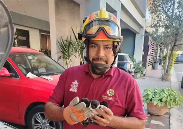 Rescatan a tres gatitos recién nacidos en el motor de un coche en Escobedo