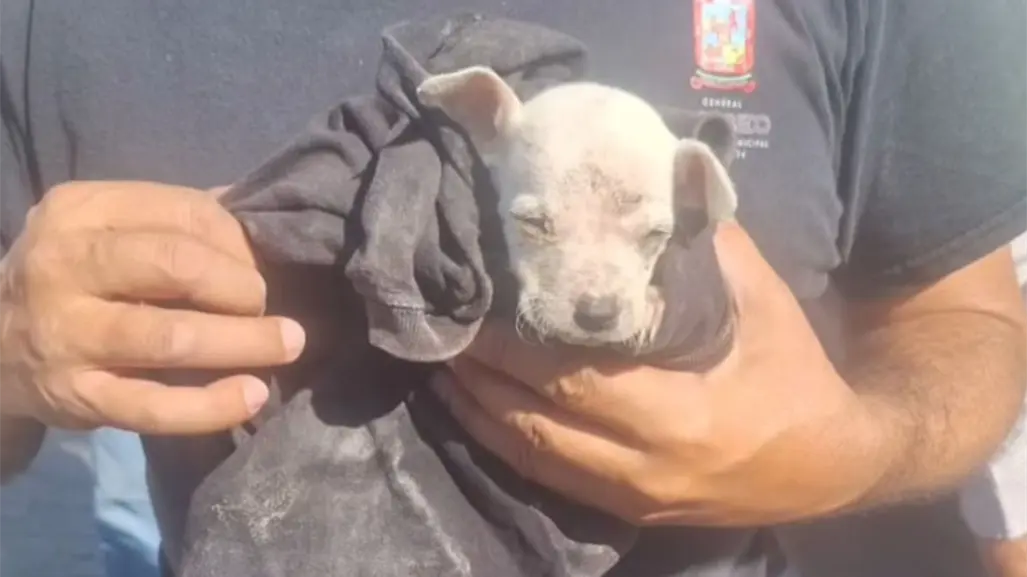 Agua y Drenaje de Monterrey rescata a cachorrita atorada en drenaje en Escobedo