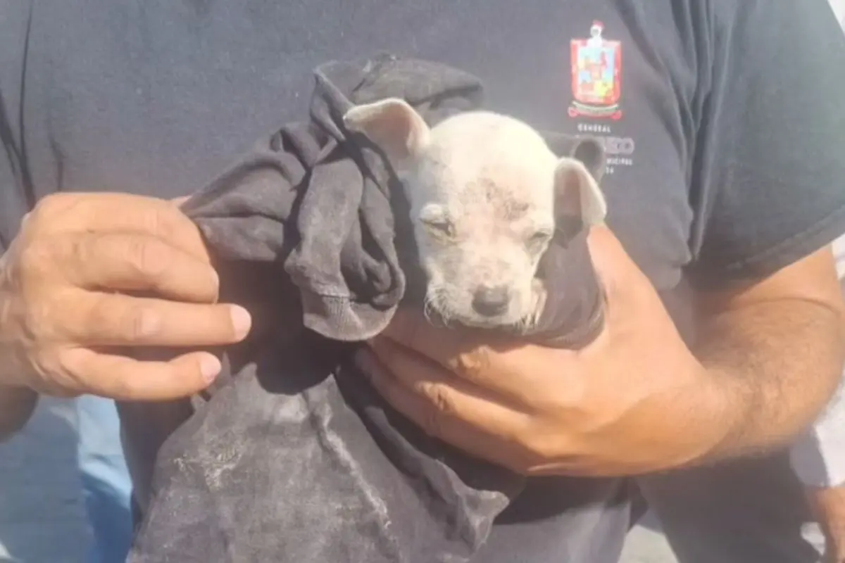 Rescatan a cachorrita que cayó en drenaje en Escobedo. Foto: Agua y Drenaje de Monterrey