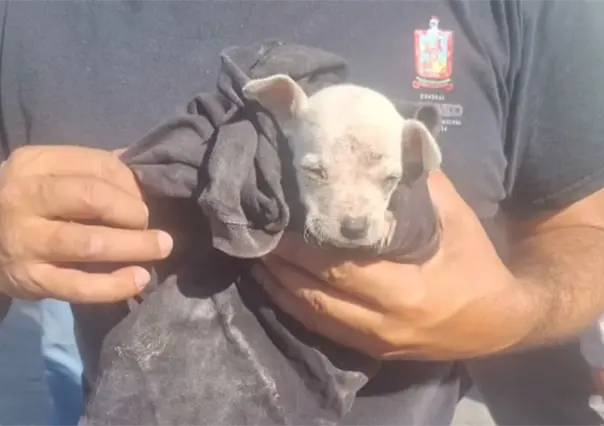 Agua y Drenaje de Monterrey rescata a cachorrita atorada en drenaje en Escobedo