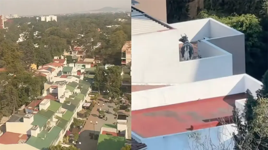 Vaca en azotea de CDMX: el video viral de TikTok ¿es real o no?