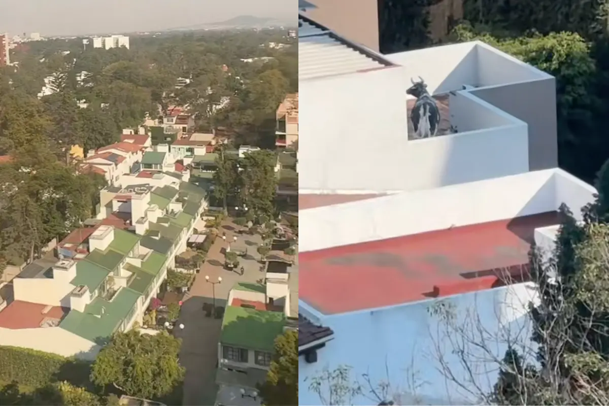 Se hace viral una vaca en la azotea en la CDMX. Foto: TikTok @its_bbj