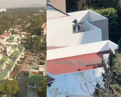 Vaca en azotea de CDMX: el video viral de TikTok ¿es real o no?