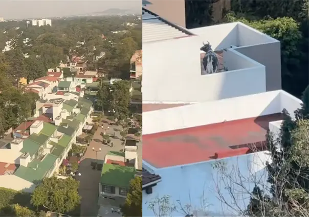 Vaca en azotea de CDMX: el video viral de TikTok ¿es real o no?