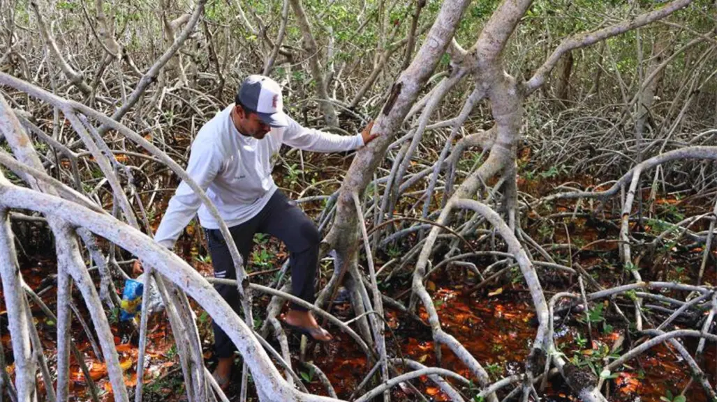 Para proteger los manglares de Yucatán, realizan jornada de limpieza en balneario Chiquilá en Río Lagartos