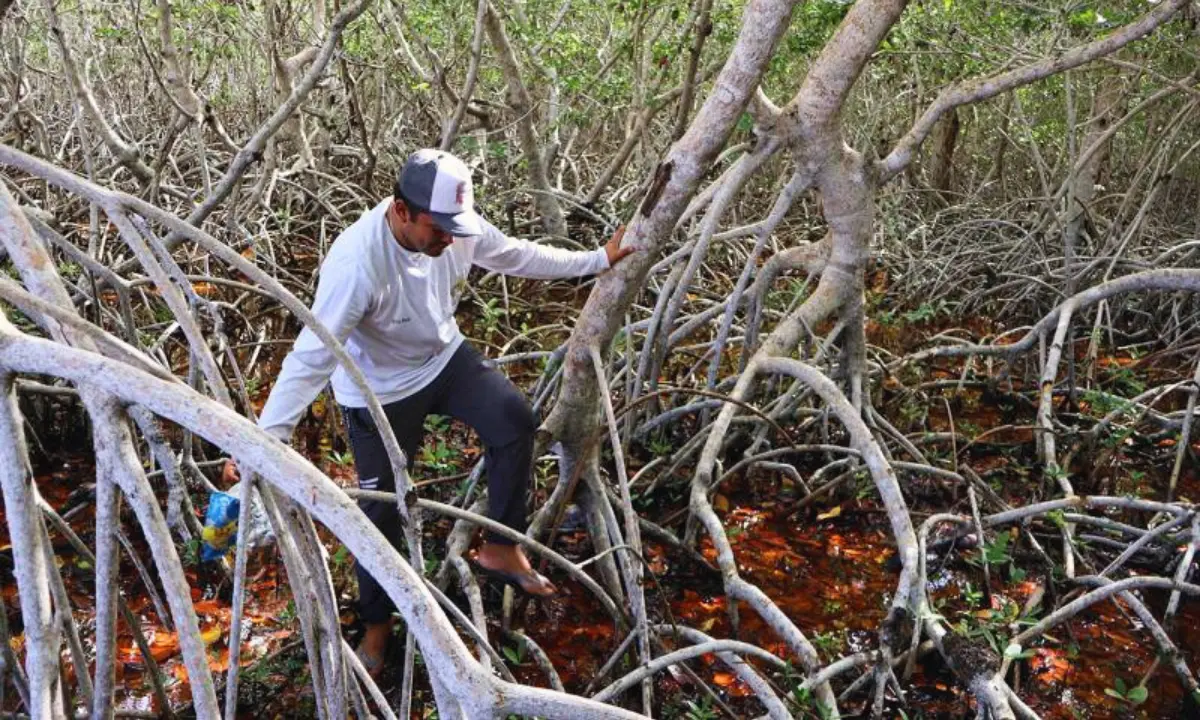 La limpieza del balneario Chiquilá contribuye al bienestar del ecosistema costero y darle sentido de pertenencia de la comunidad Foto: SDS Yucatán.