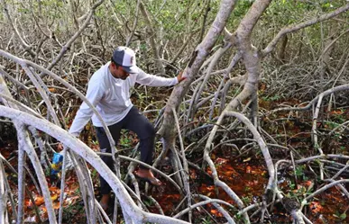 Para proteger los manglares de Yucatán, realizan jornada de limpieza en balneario Chiquilá en Río Lagartos