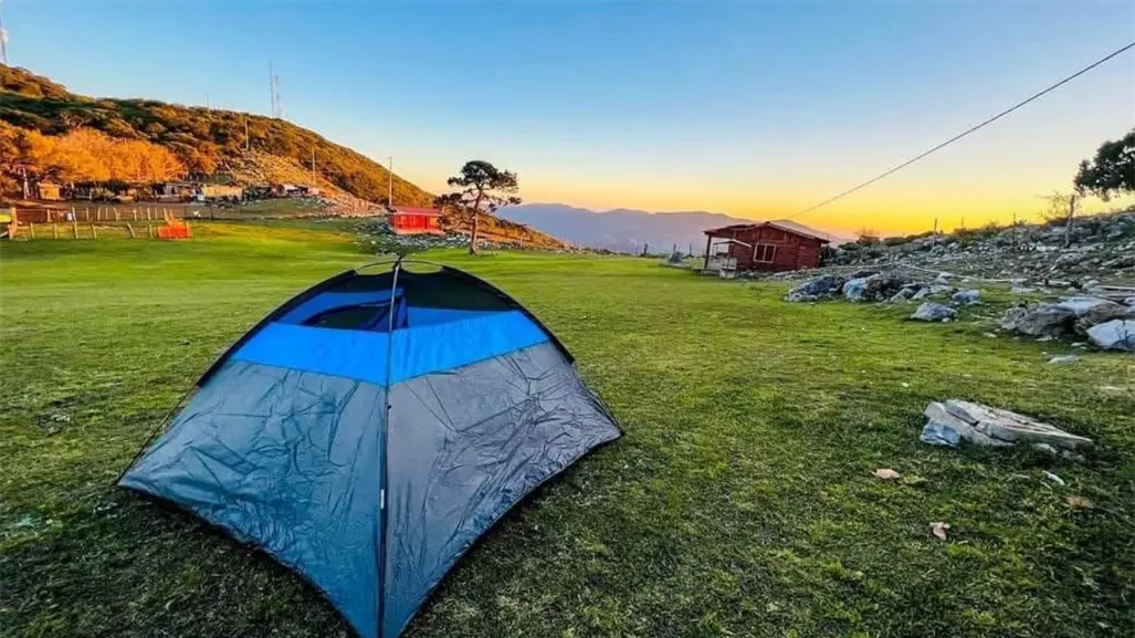 Es Pino Solo en Ciudad Victoria, un tesoro natural de Tamaulipas