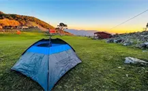 Es Pino Solo en Ciudad Victoria, un tesoro natural de Tamaulipas