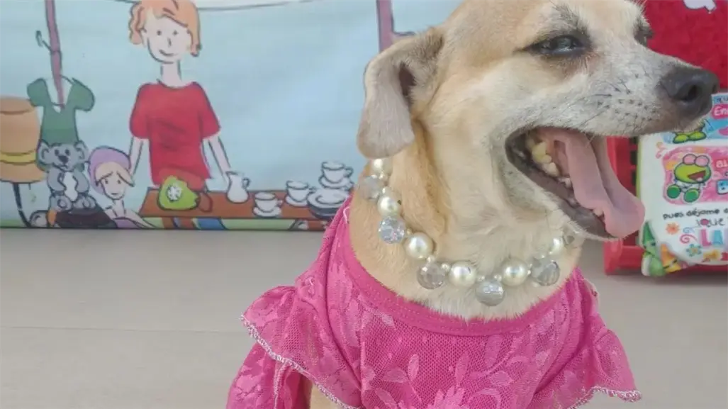 Refugio Santa Rosa de Lima invita a donar croquetas; ¿Cómo puedes ayudar?