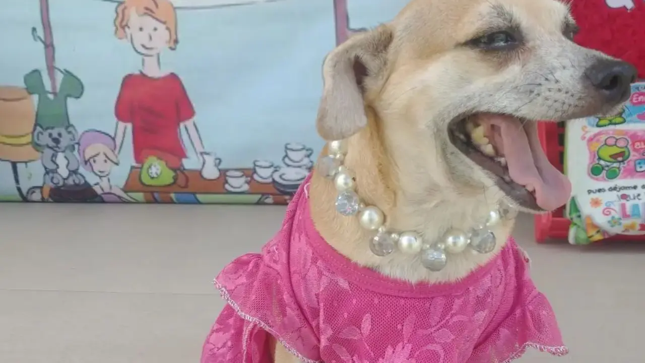 Conoce la forma de donar croquetas al refugio Santa Rosa de Lima en Ciudad Victoria y apoya a los animales necesitados.