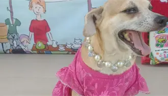 Refugio Santa Rosa de Lima invita a donar croquetas; ¿Cómo puedes ayudar?