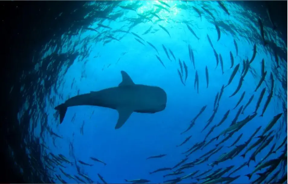 Temporada del tiburón ballena en BCS: cuándo ir y dónde verlo en La Paz