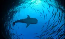 Temporada del tiburón ballena en BCS: cuándo ir y dónde verlo en La Paz