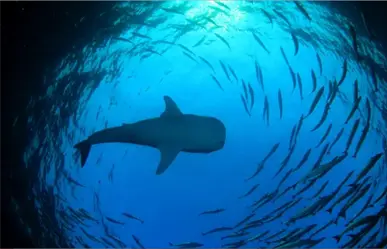 Temporada del tiburón ballena en BCS: cuándo ir y dónde verlo en La Paz