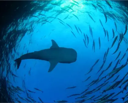 Temporada del tiburón ballena en BCS: cuándo ir y dónde verlo en La Paz