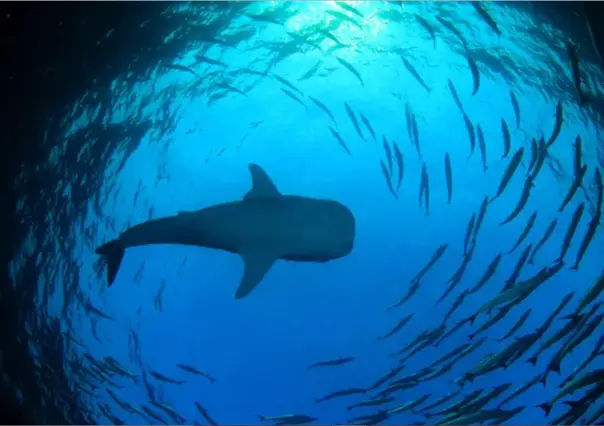 Temporada del tiburón ballena en BCS: cuándo ir y dónde verlo en La Paz