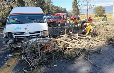 Cae árbol de 30 metros por fuertes vientos en Amecameca; ocho personas resultan lesionadas