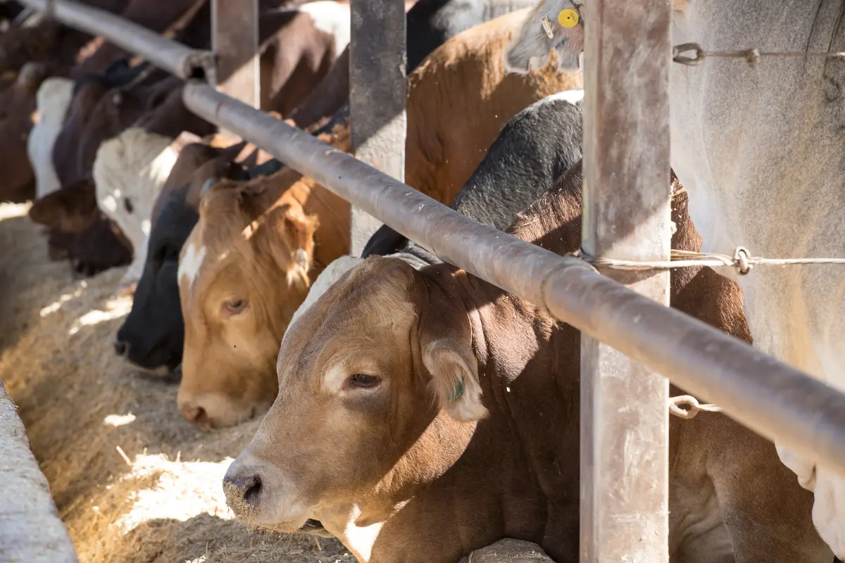 La próxima Copa Mundial podría ser un catalizador para mejorar el comercio de ganado en la región de Coahuila. Foto: Canva
