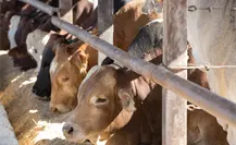 Coahuila confía en el Mundial 2026 para promover la exportación de ganado