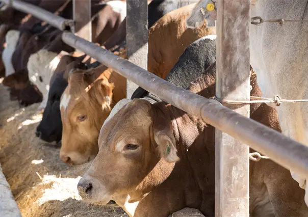 Coahuila confía en el Mundial 2026 para promover la exportación de ganado