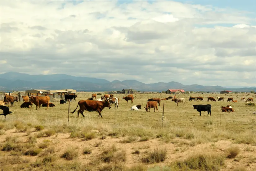 Con la anticipación del Mundial 2026, Coahuila busca potenciar la exportación de ganado en el contexto fronterizo. Foto: Canva
