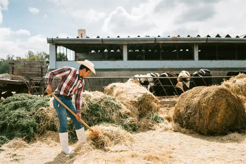 Se espera que el Mundial 2026 beneficie la apertura de fronteras y la exportación de ganado en Coahuila. Foto: Canva