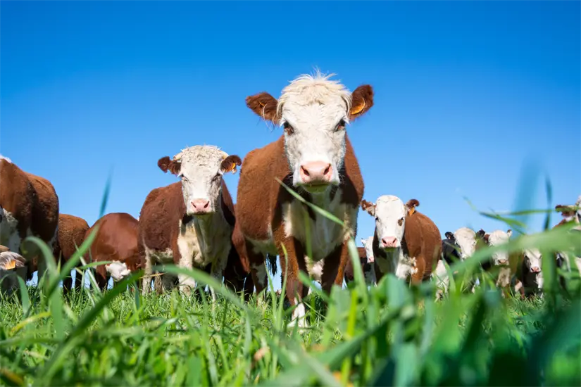 El Mundial 2026 podría facilitar la exportación de ganado en Coahuila, según el empresario Jesús María Ramón. Foto: Canva