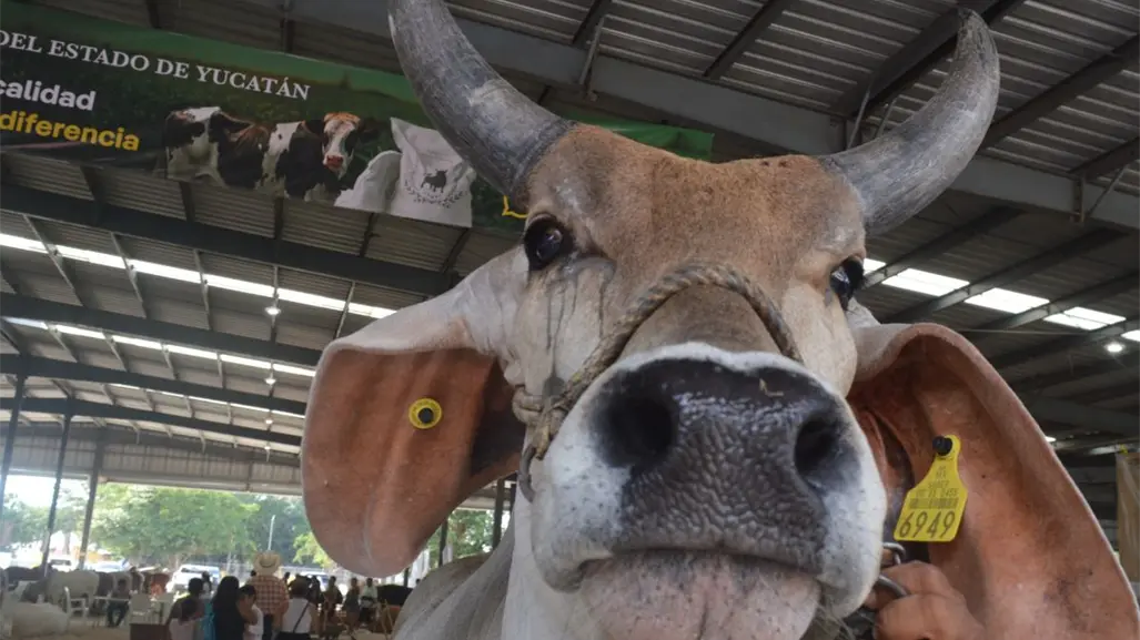 Ganadería yucateca: orgullo y tradición de la Feria Yucatán Xmatkuil 2025